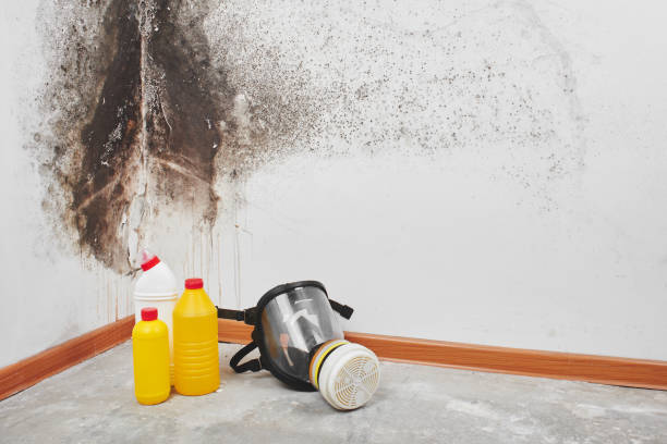 Home Mold Removal in Kearney, NE