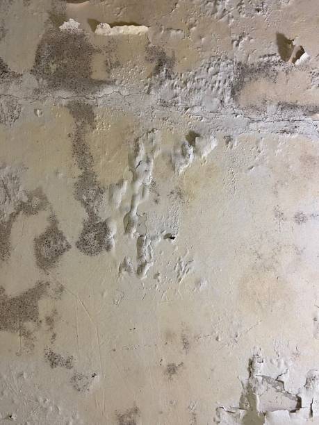 Best Best Mold Removal Companies  in Keary, NE