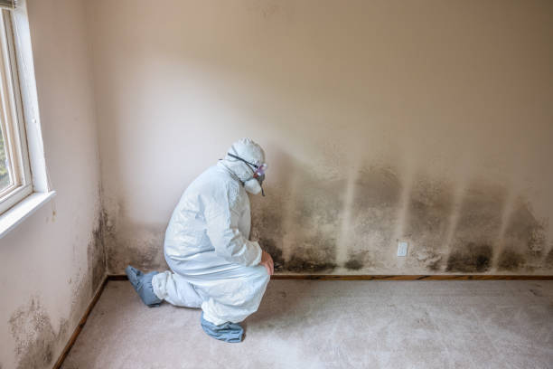 Best Commercial Mold Removal  in Keary, NE